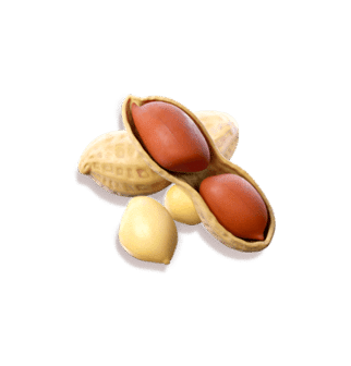 Fortune Mouse ทดลองเล่น เกมสล็อตหนูนำโชคพาโชคลาภ 2024 8 fortune-mouse_h_peanuts